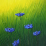 Kornblumen